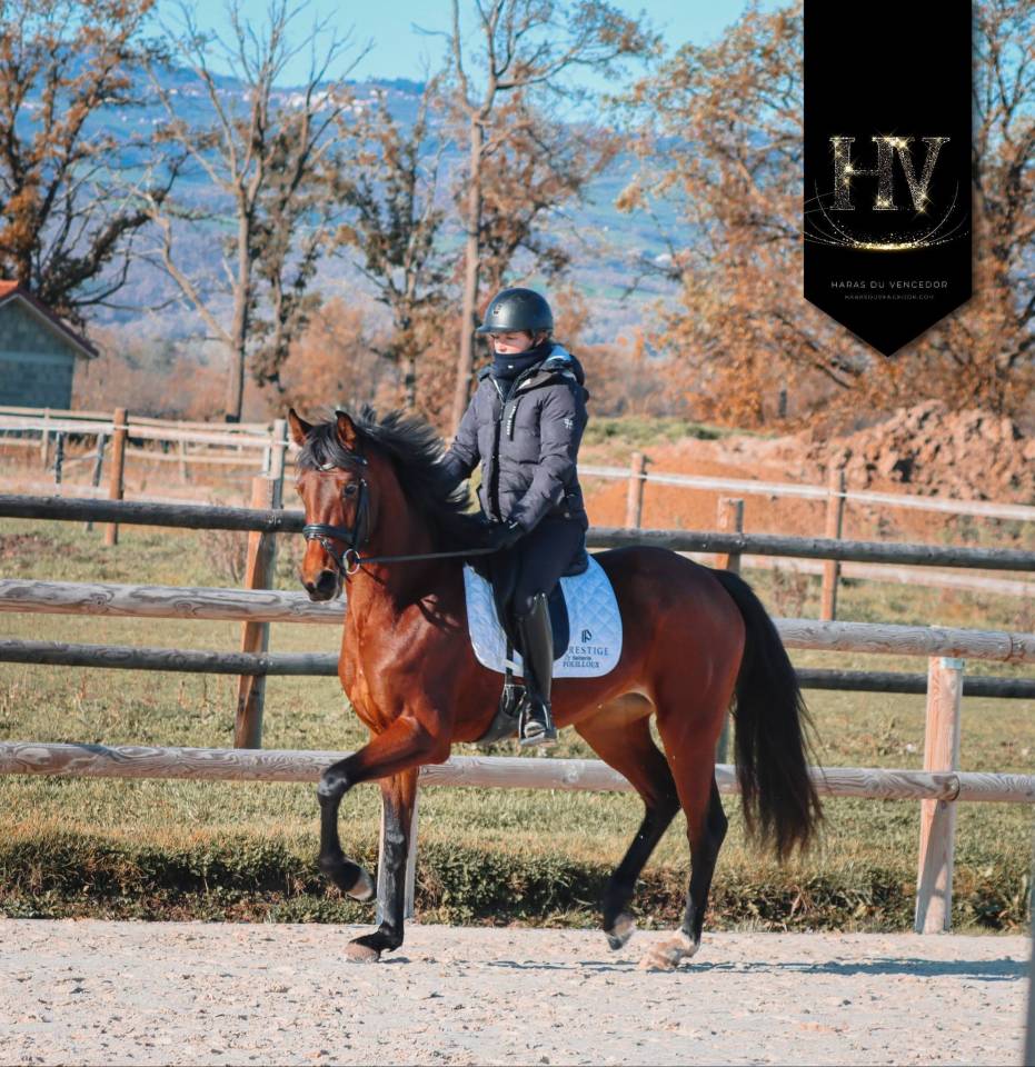 Merrie AES Anglo European Studbook Te koop 2022 Donker bruin / bai ,  VITALIS