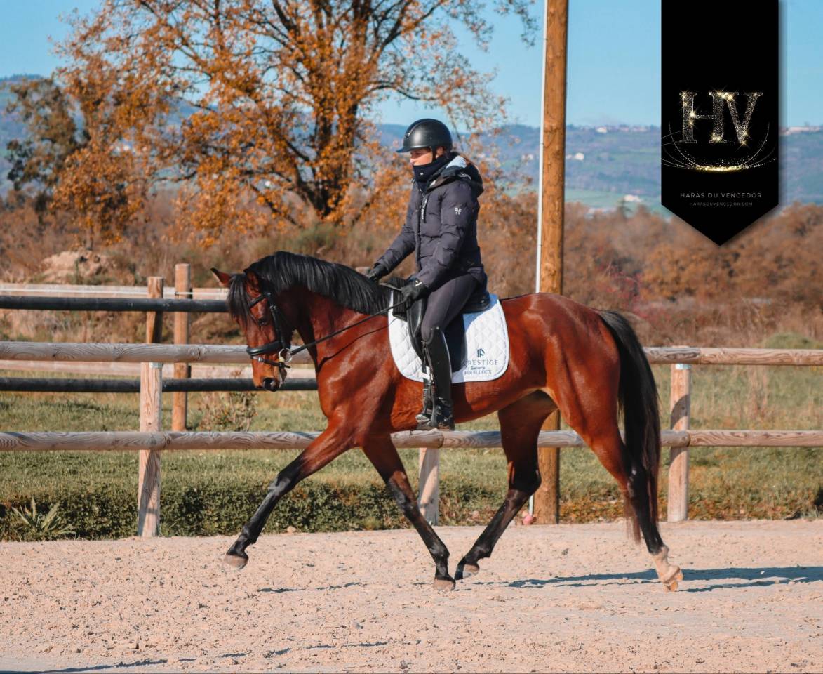 Merrie AES Anglo European Studbook Te koop 2022 Donker bruin / bai ,  VITALIS