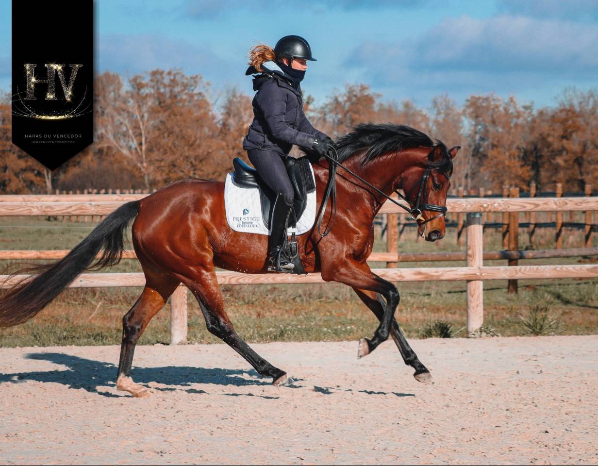 Merrie AES Anglo European Studbook Te koop 2022 Donker bruin / bai ,  VITALIS