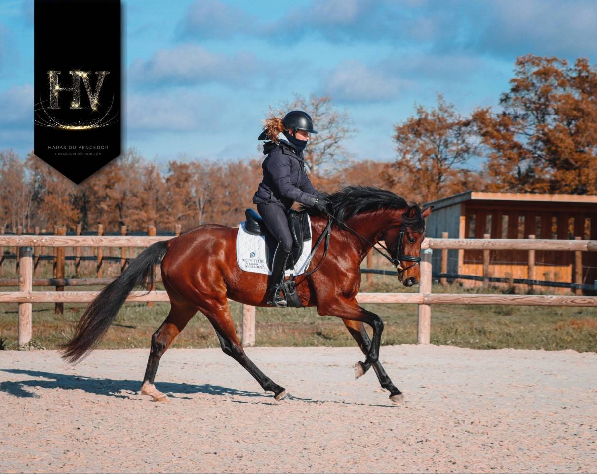 Merrie AES Anglo European Studbook Te koop 2022 Donker bruin / bai ,  VITALIS