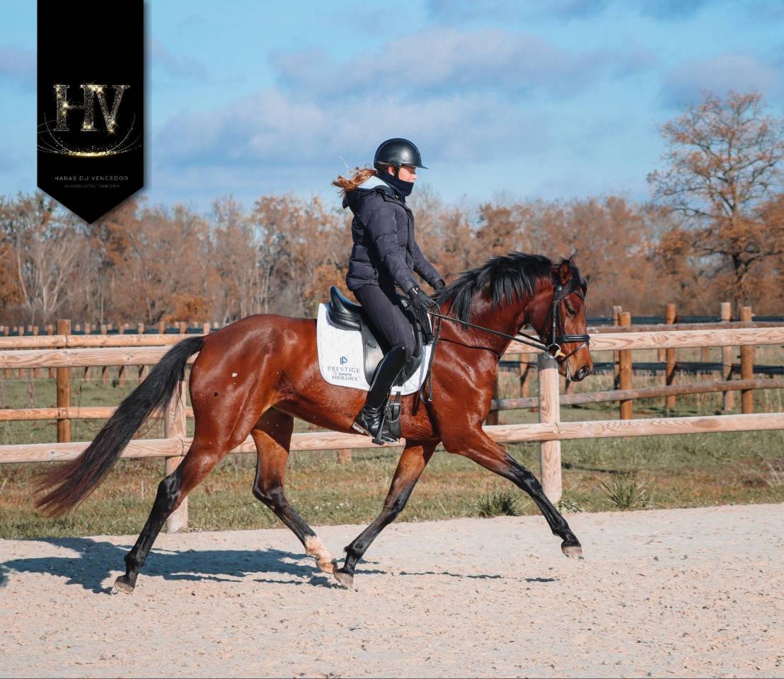 Merrie AES Anglo European Studbook Te koop 2022 Donker bruin / bai ,  VITALIS