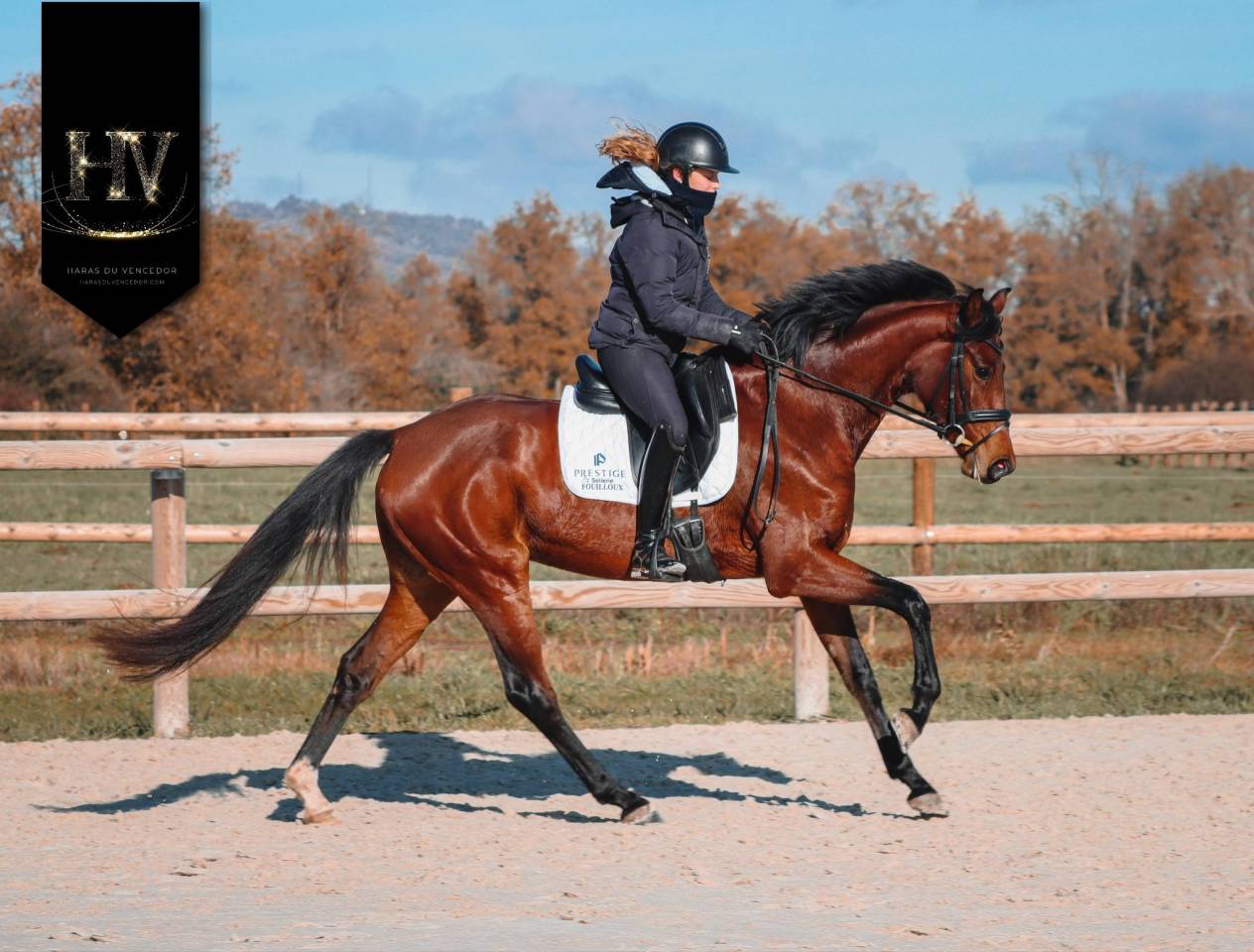 Merrie AES Anglo European Studbook Te koop 2022 Donker bruin / bai ,  VITALIS