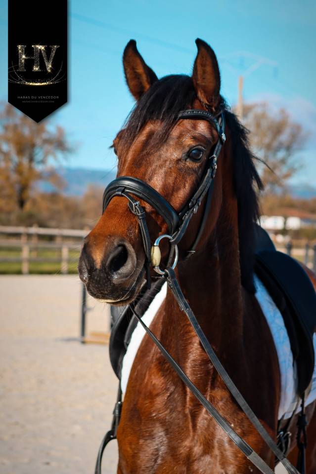 Merrie AES Anglo European Studbook Te koop 2022 Donker bruin / bai ,  VITALIS