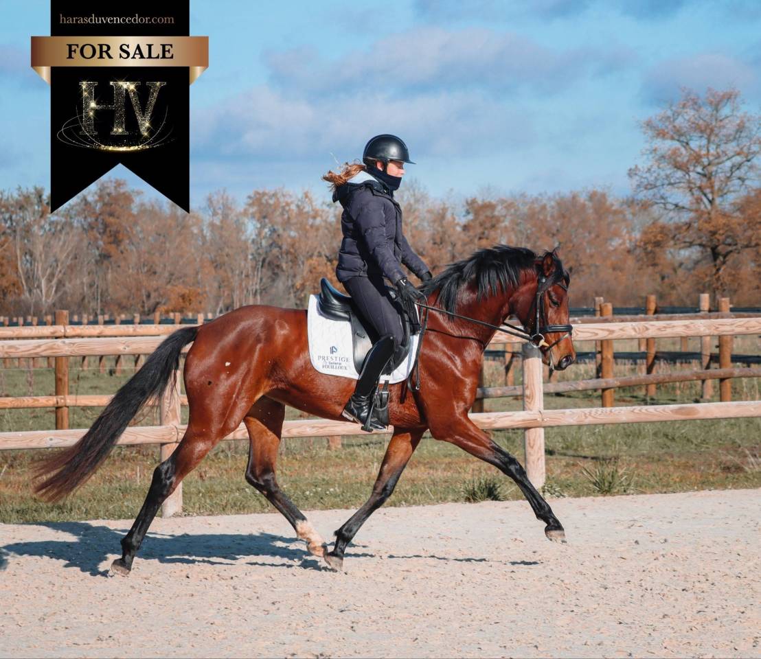 Merrie AES Anglo European Studbook Te koop 2022 Donker bruin / bai ,  VITALIS