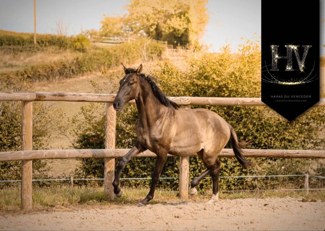 Hengst KWPN Nederlands sportpaard Te koop 2024 Muisgrijs ,  i don malagueno