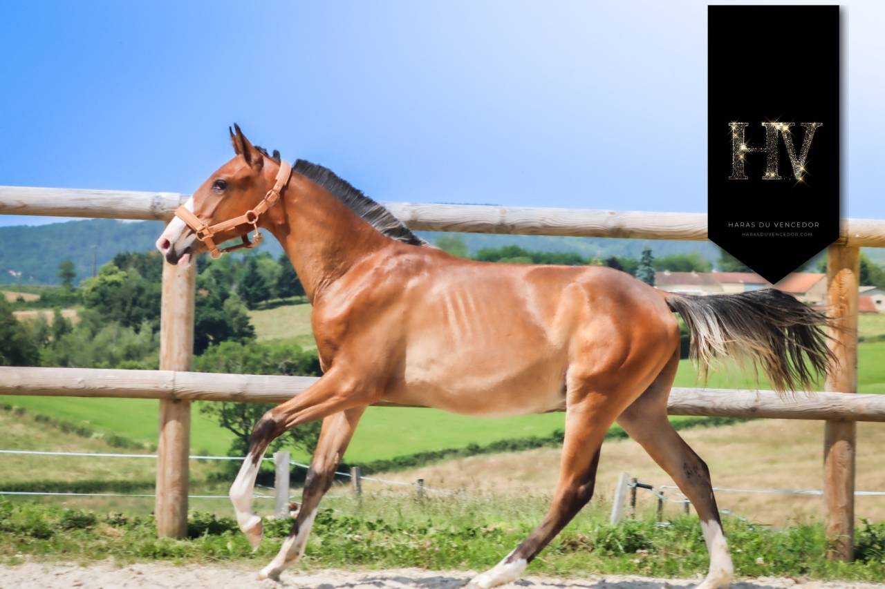 Veulen (ml) Lusitano Te koop 2024 Donker bruin / bai ,  Ouro JLC