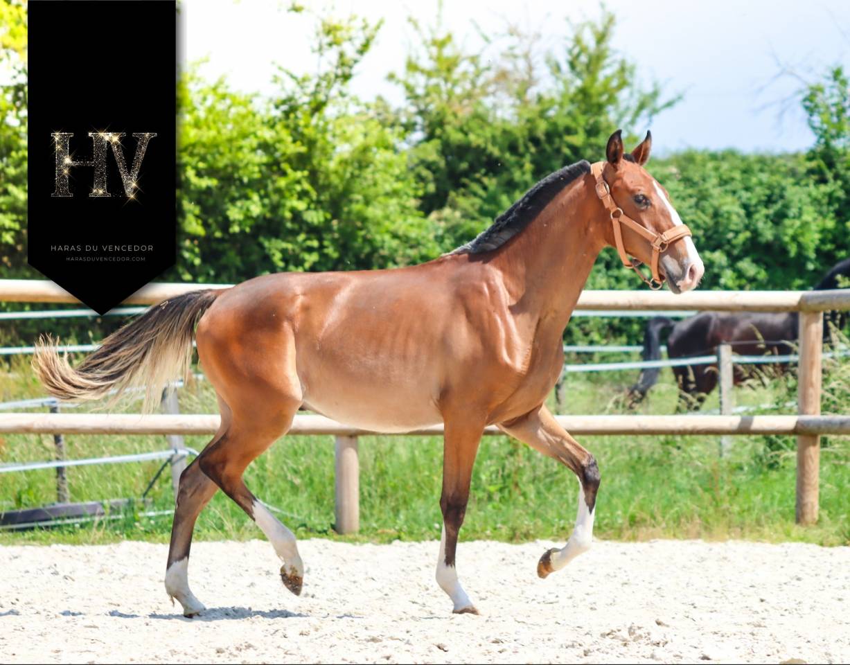 Veulen (ml) Lusitano Te koop 2024 Donker bruin / bai ,  Ouro JLC