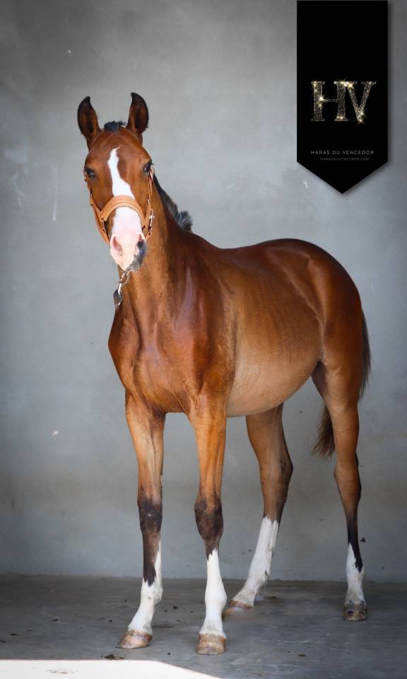 Veulen (ml) Lusitano Te koop 2024 Donker bruin / bai ,  Ouro JLC