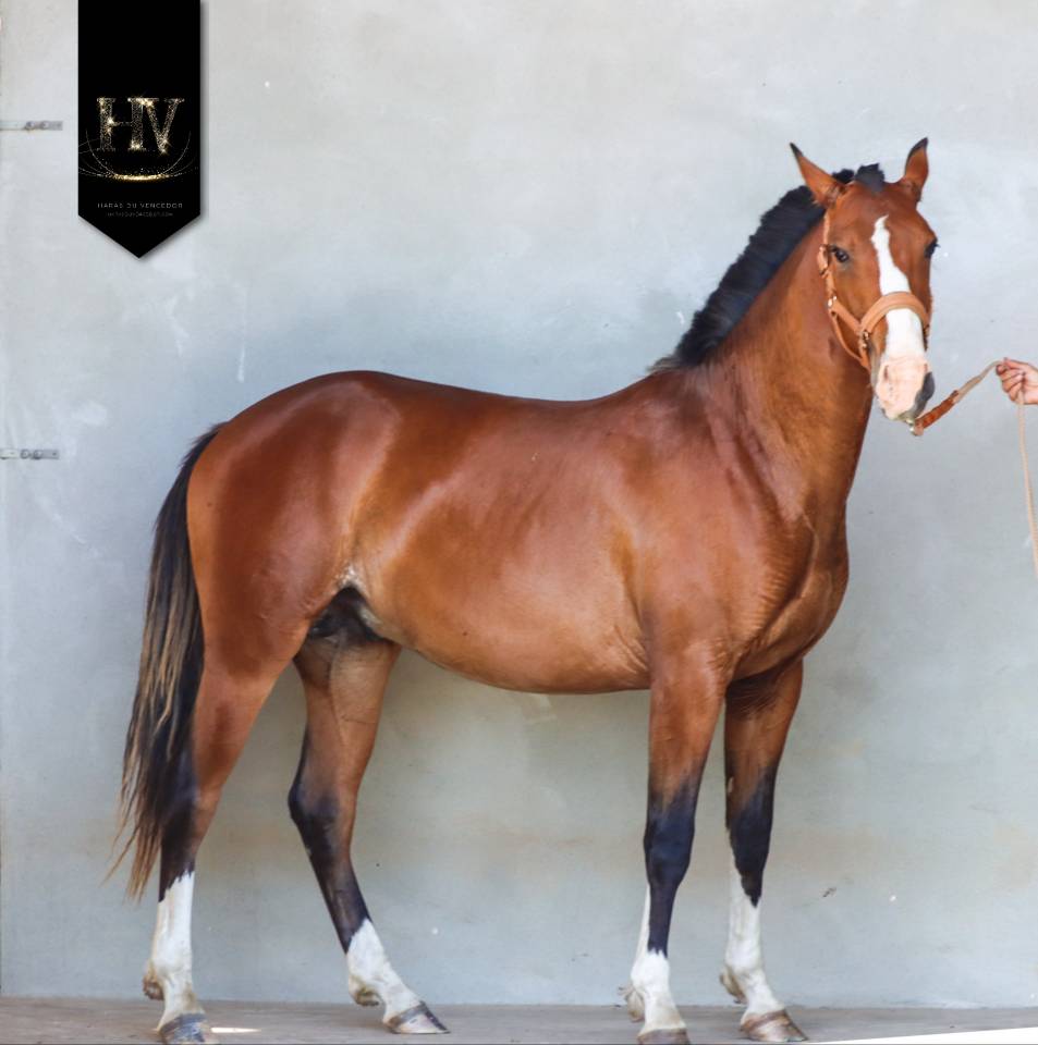 Veulen (ml) Lusitano Te koop 2024 Donker bruin / bai ,  Ouro JLC