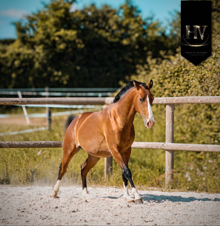 Veulen (ml) Lusitano Te koop 2024 Donker bruin / bai ,  Ouro JLC