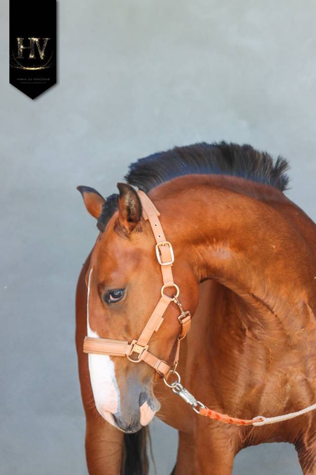 Veulen (ml) Lusitano Te koop 2024 Donker bruin / bai ,  Ouro JLC