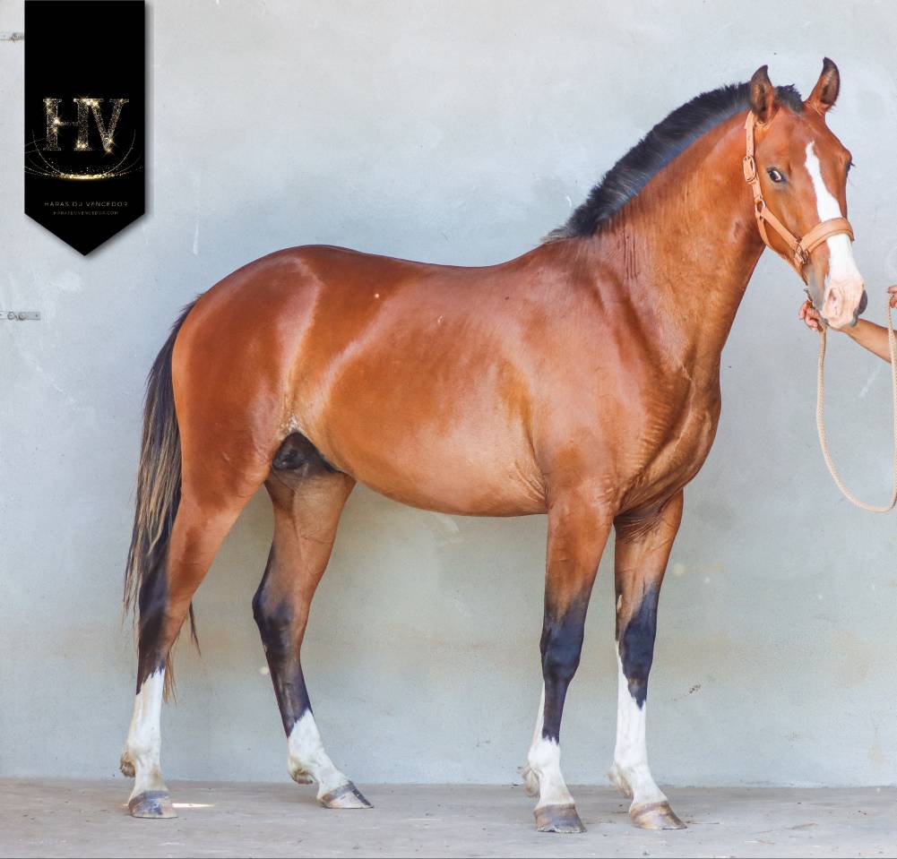 Veulen (ml) Lusitano Te koop 2024 Donker bruin / bai ,  Ouro JLC