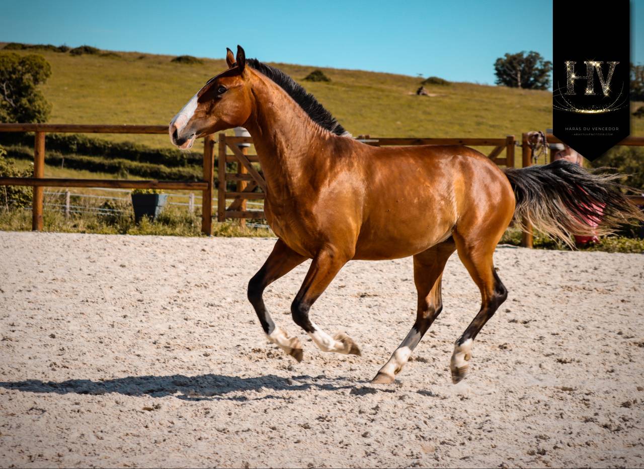 Veulen (ml) Lusitano Te koop 2024 Donker bruin / bai ,  Ouro JLC