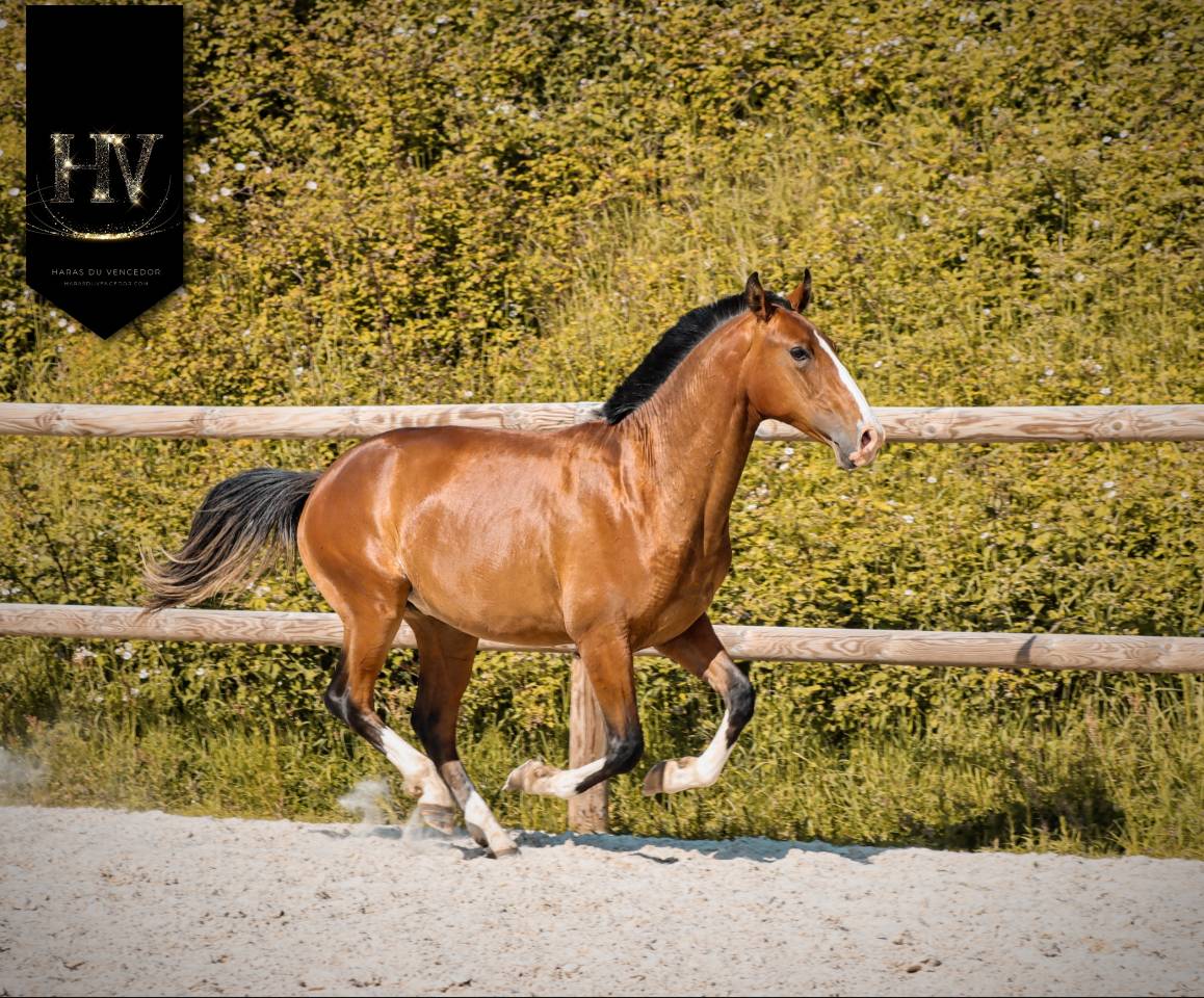 Veulen (ml) Lusitano Te koop 2024 Donker bruin / bai ,  Ouro JLC