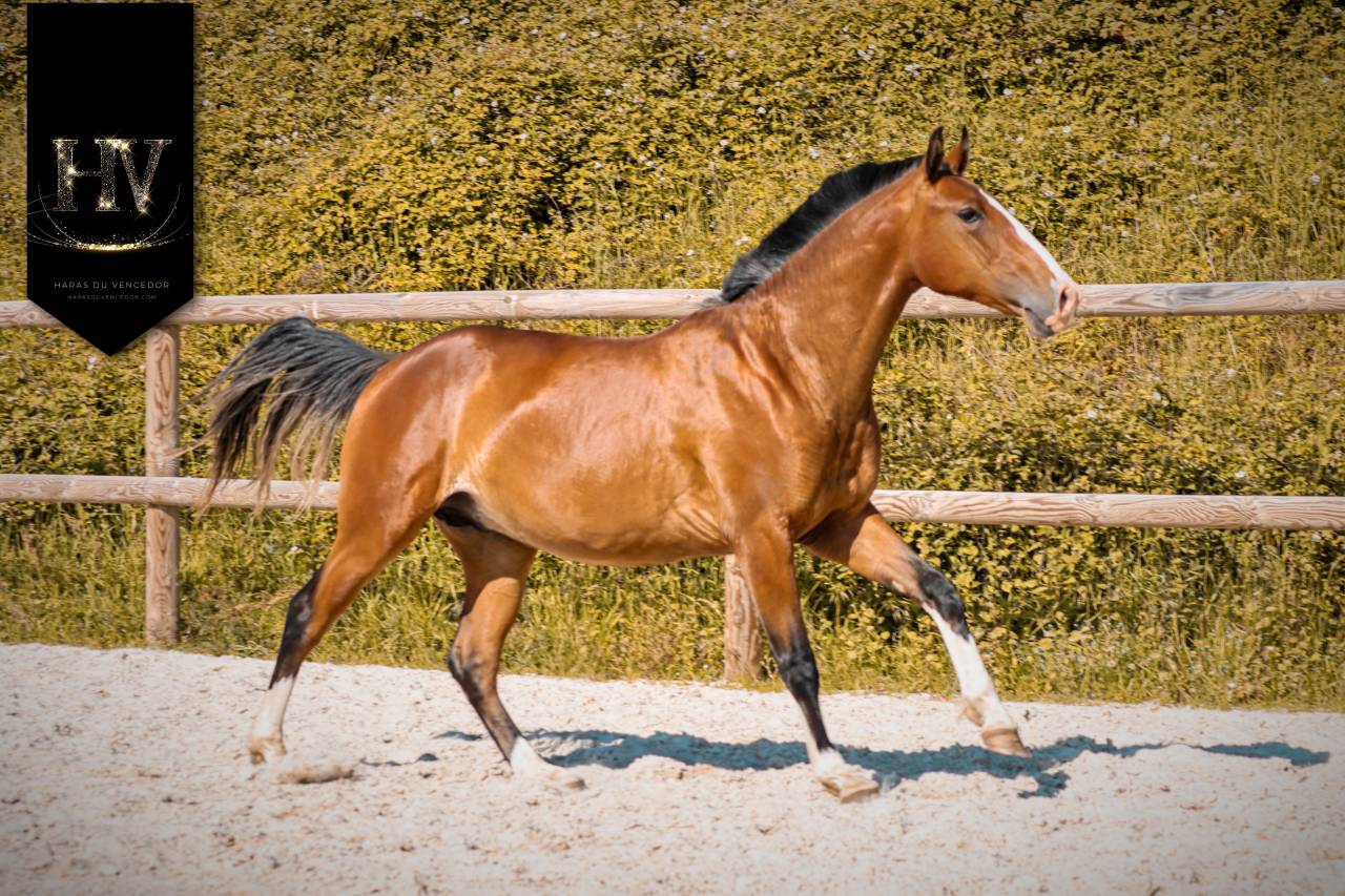 Veulen (ml) Lusitano Te koop 2024 Donker bruin / bai ,  Ouro JLC