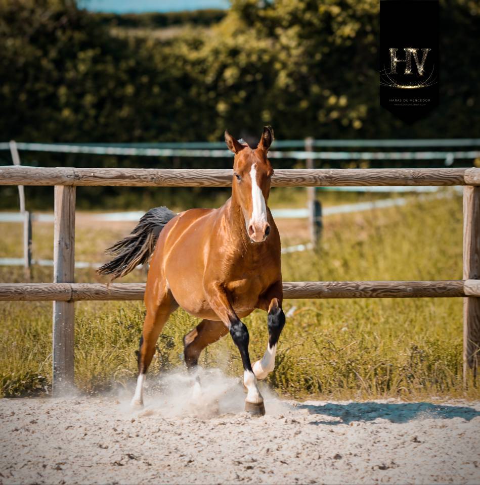 Veulen (ml) Lusitano Te koop 2024 Donker bruin / bai ,  Ouro JLC