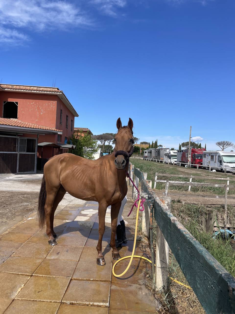 Merrie Rijpaard Te koop 2012 Vos