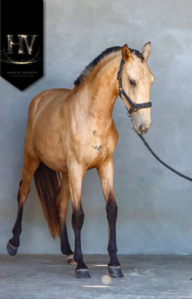 Veulen (vr) Lusitano Te koop 2023 Isabel ,  Miura de Cais