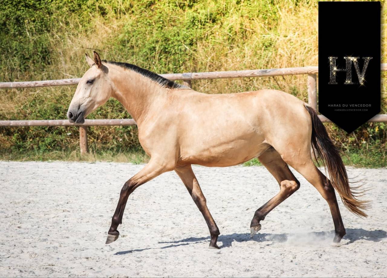 Veulen (vr) Lusitano Te koop 2023 Isabel ,  Miura de Cais