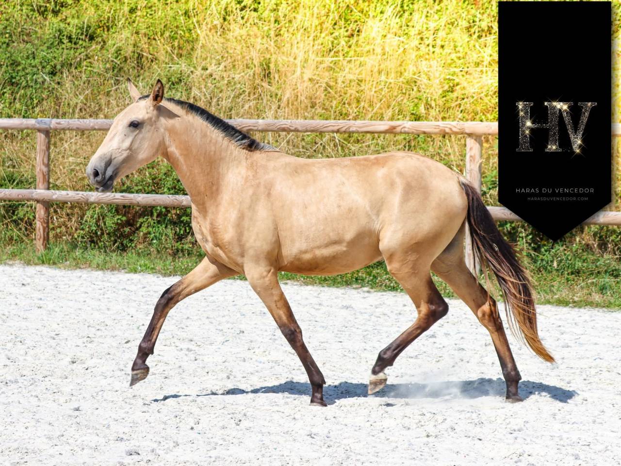 Veulen (vr) Lusitano Te koop 2023 Isabel ,  Miura de Cais