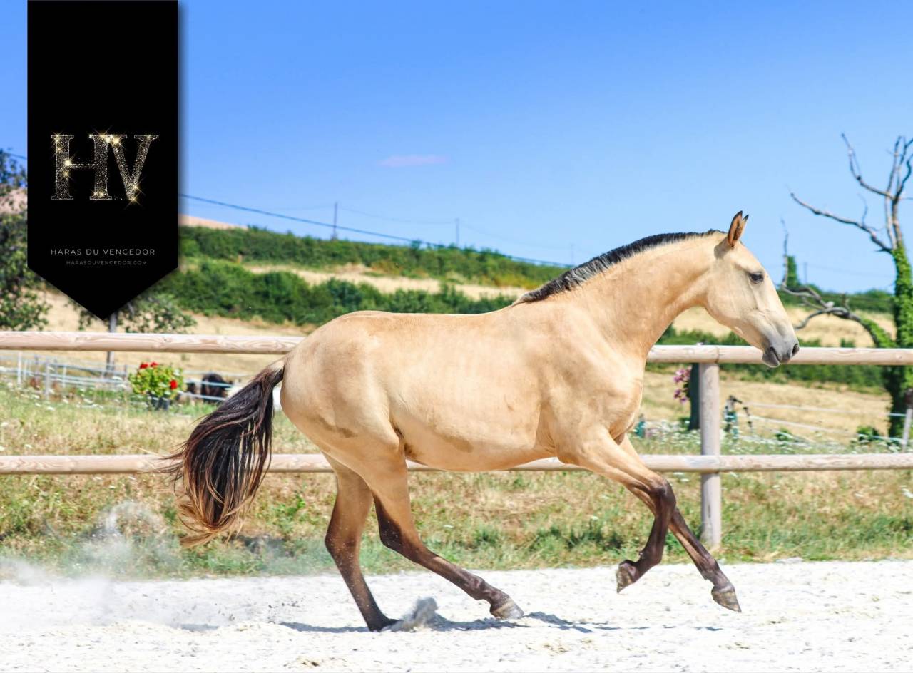 Veulen (vr) Lusitano Te koop 2023 Isabel ,  Miura de Cais