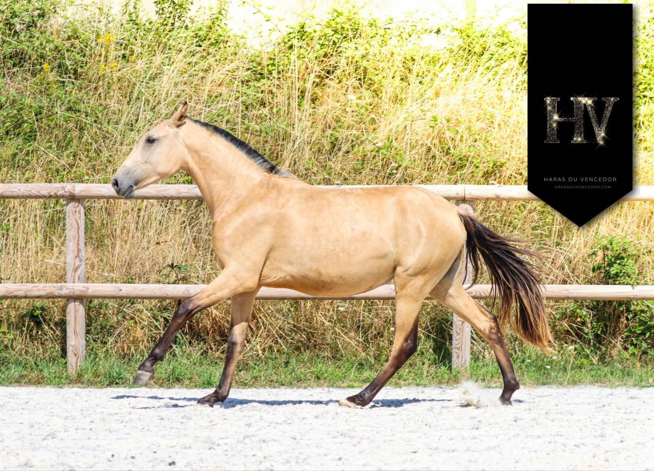 Veulen (vr) Lusitano Te koop 2023 Isabel ,  Miura de Cais