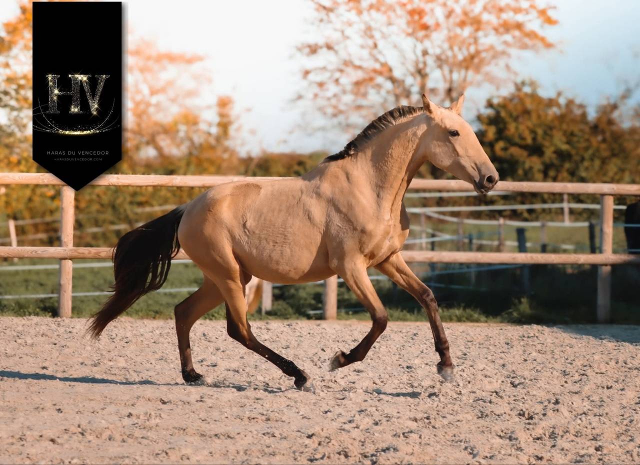 Veulen (vr) Lusitano Te koop 2023 Isabel ,  Miura de Cais