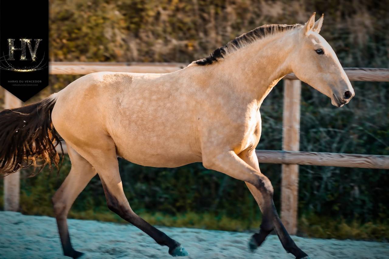 Veulen (vr) Lusitano Te koop 2023 Isabel ,  Miura de Cais