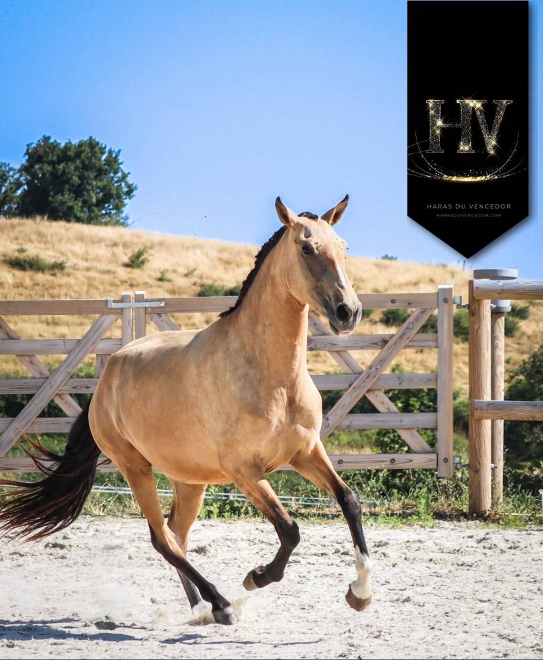 Veulen (vr) Lusitano Te koop 2023 Isabel ,  Jasmim plus