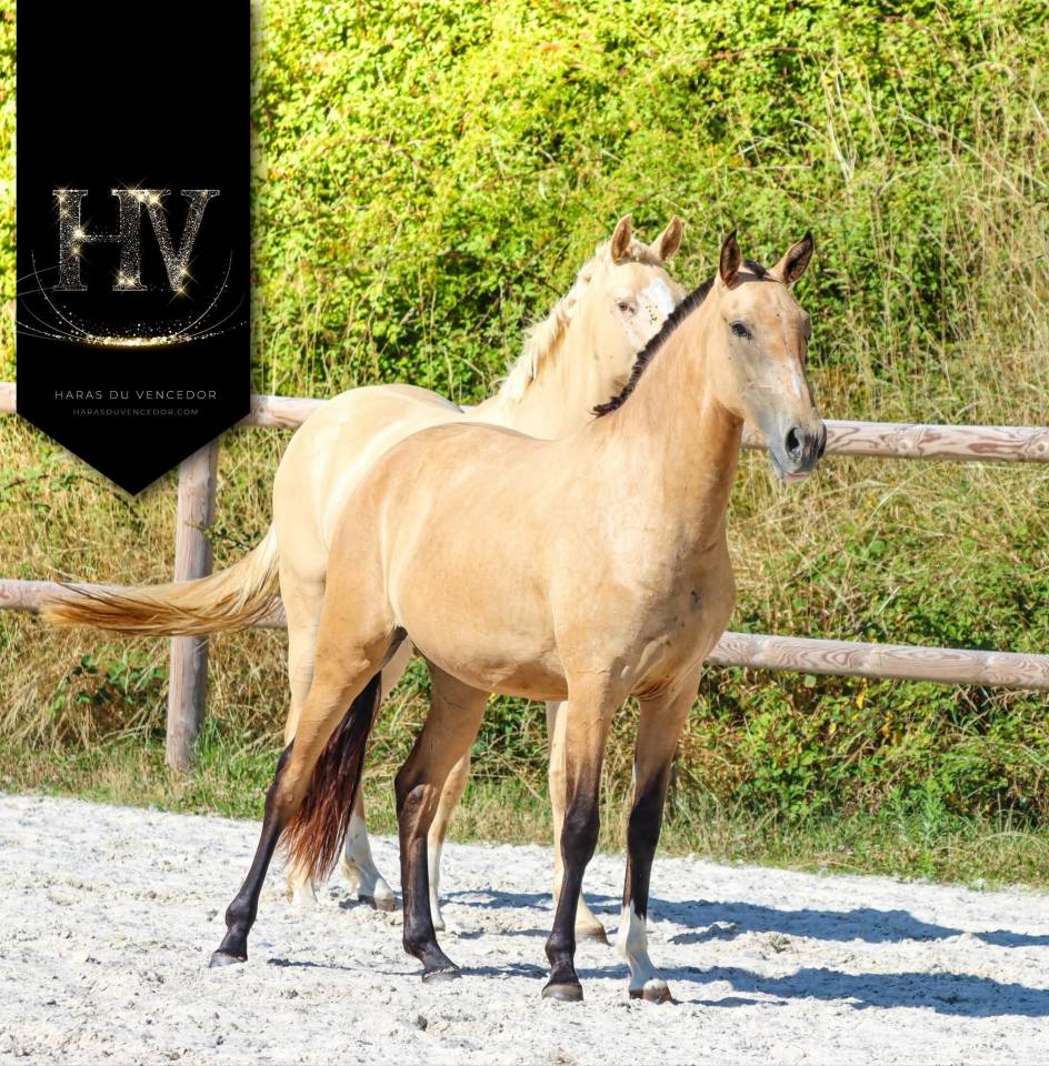 Veulen (vr) Lusitano Te koop 2023 Isabel ,  Jasmim plus