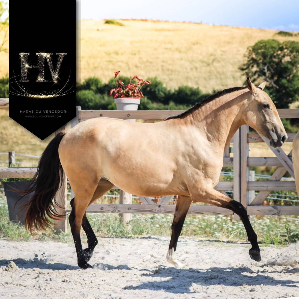 Veulen (vr) Lusitano Te koop 2023 Isabel ,  Jasmim plus