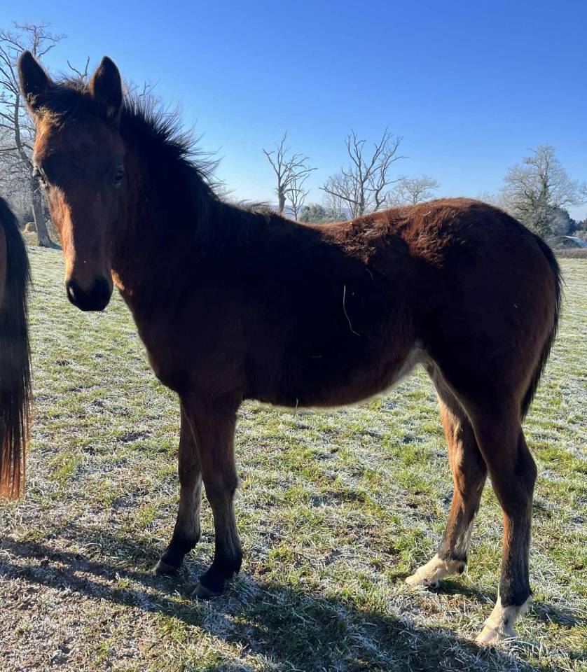 Veulen (ml) Selle Fran&ccedil;ais Te koop 2025 Donker bruin / bai