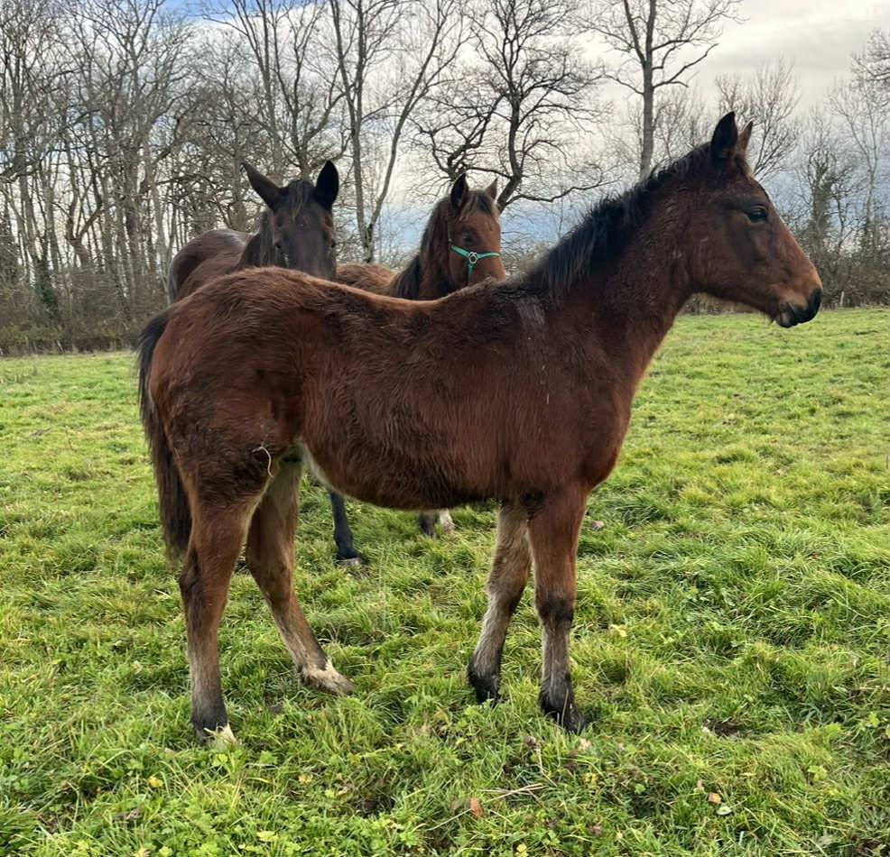 Veulen (ml) Selle Fran&ccedil;ais Te koop 2025 Donker bruin / bai