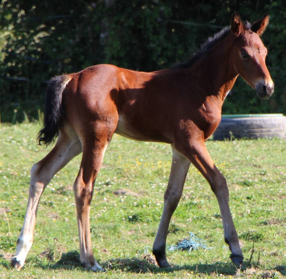 Veulen (ml) Selle Fran&ccedil;ais Te koop 2025 Donker bruin / bai