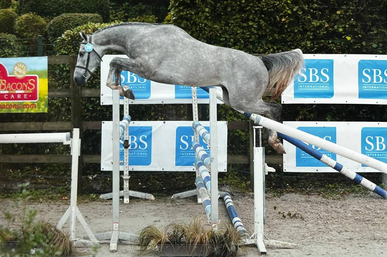 Ruin Zangersheide Te koop 2021 Schimmel ,  Charthago blue