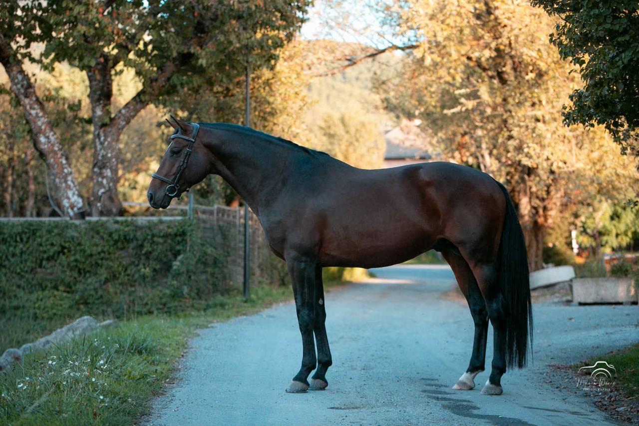 Hengst Bekend ras Te koop 2020 Bruin / Bai