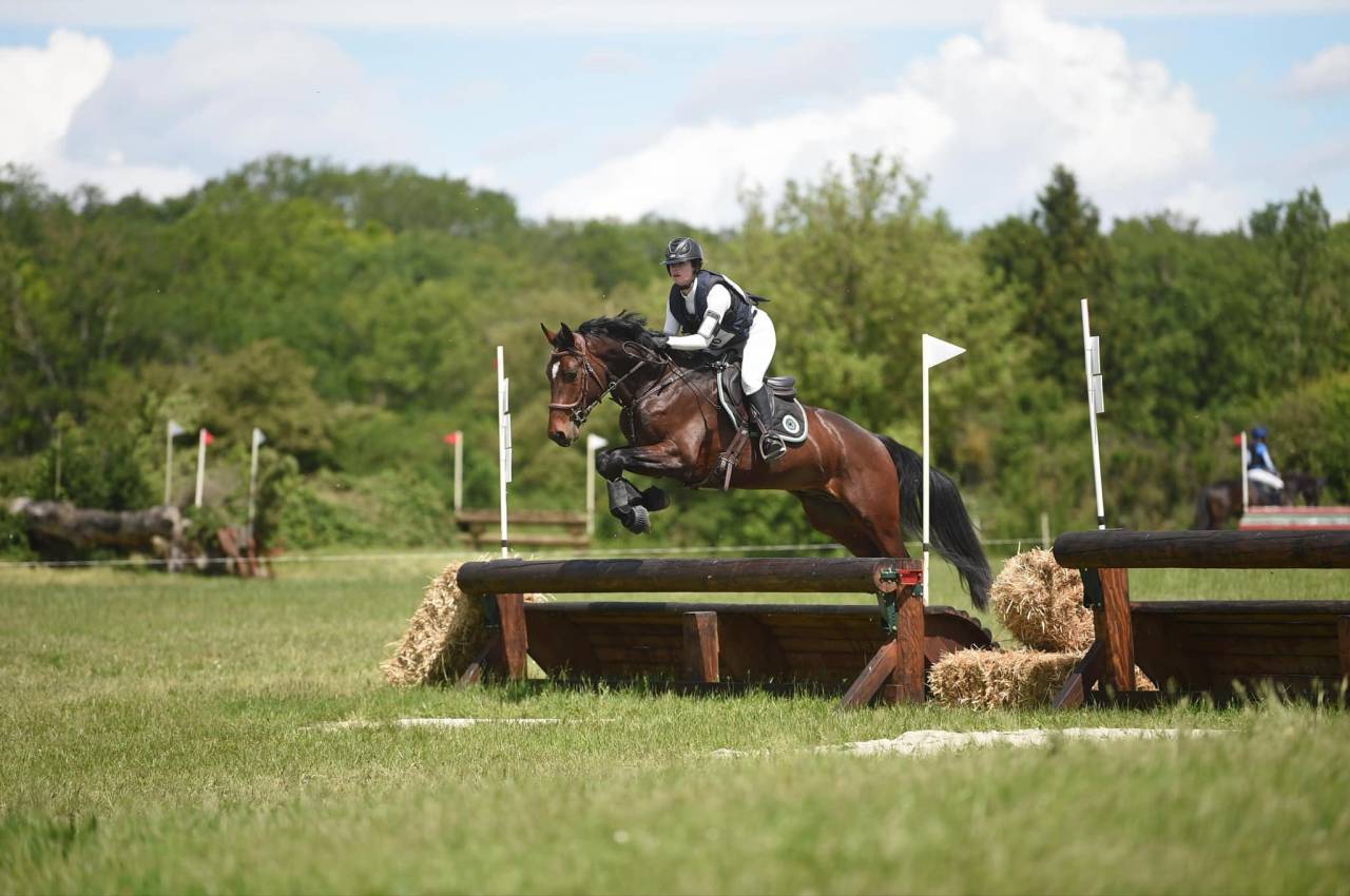 Hengst Bekend ras Te koop 2020 Bruin / Bai