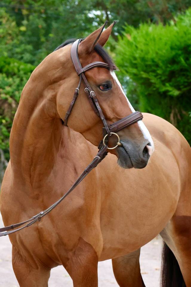 Merrie Zangersheide Te koop 2019 Donker bruin / bai ,  Halifax van het Kluizebos