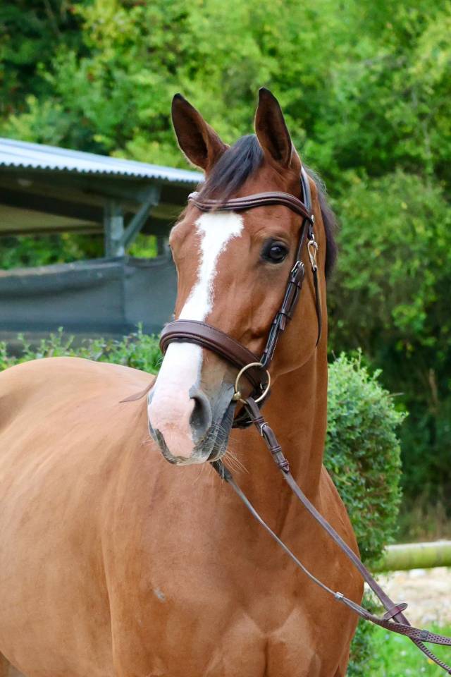 Merrie Zangersheide Te koop 2019 Donker bruin / bai ,  Halifax van het Kluizebos