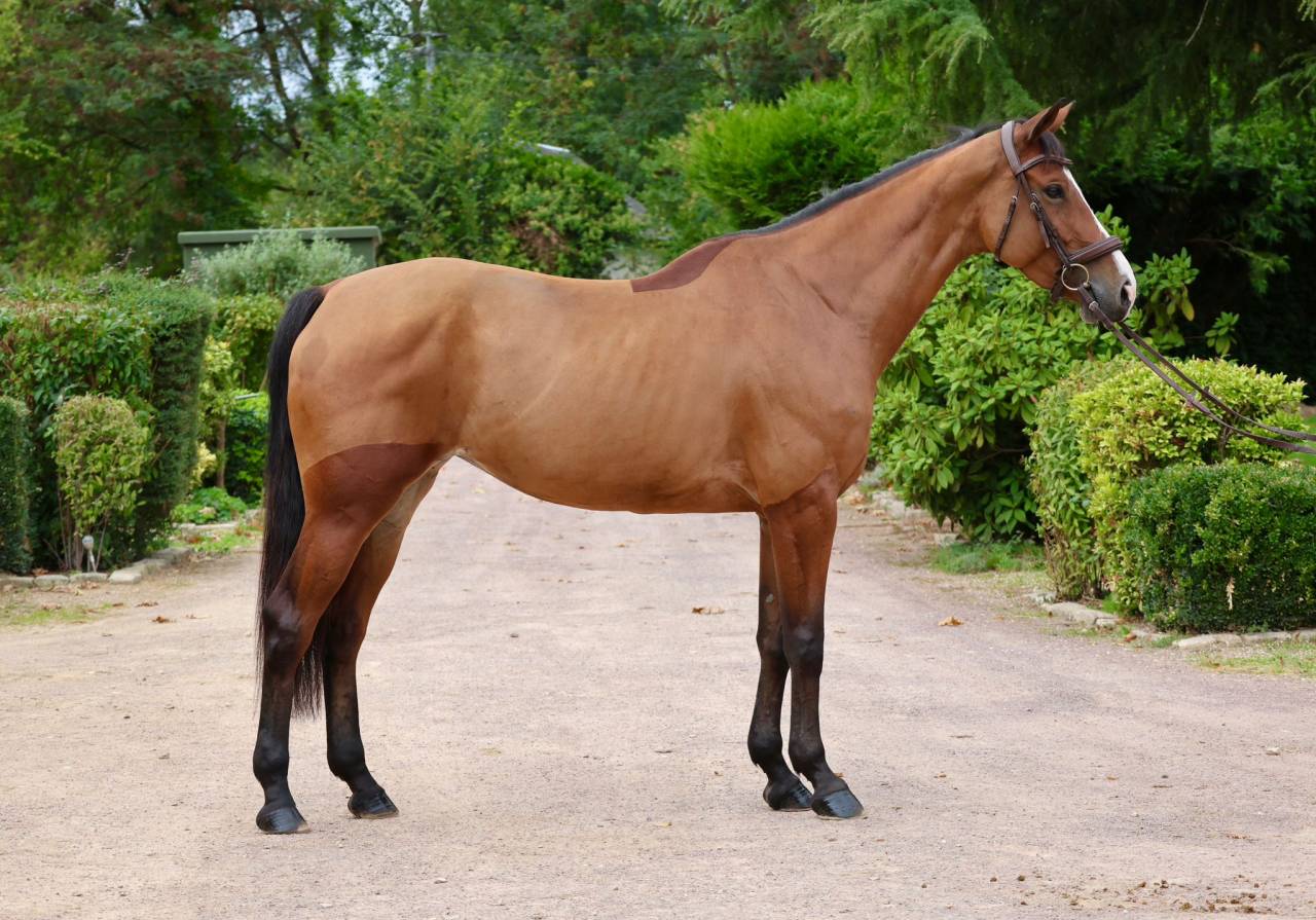 Merrie Zangersheide Te koop 2019 Donker bruin / bai ,  Halifax van het Kluizebos