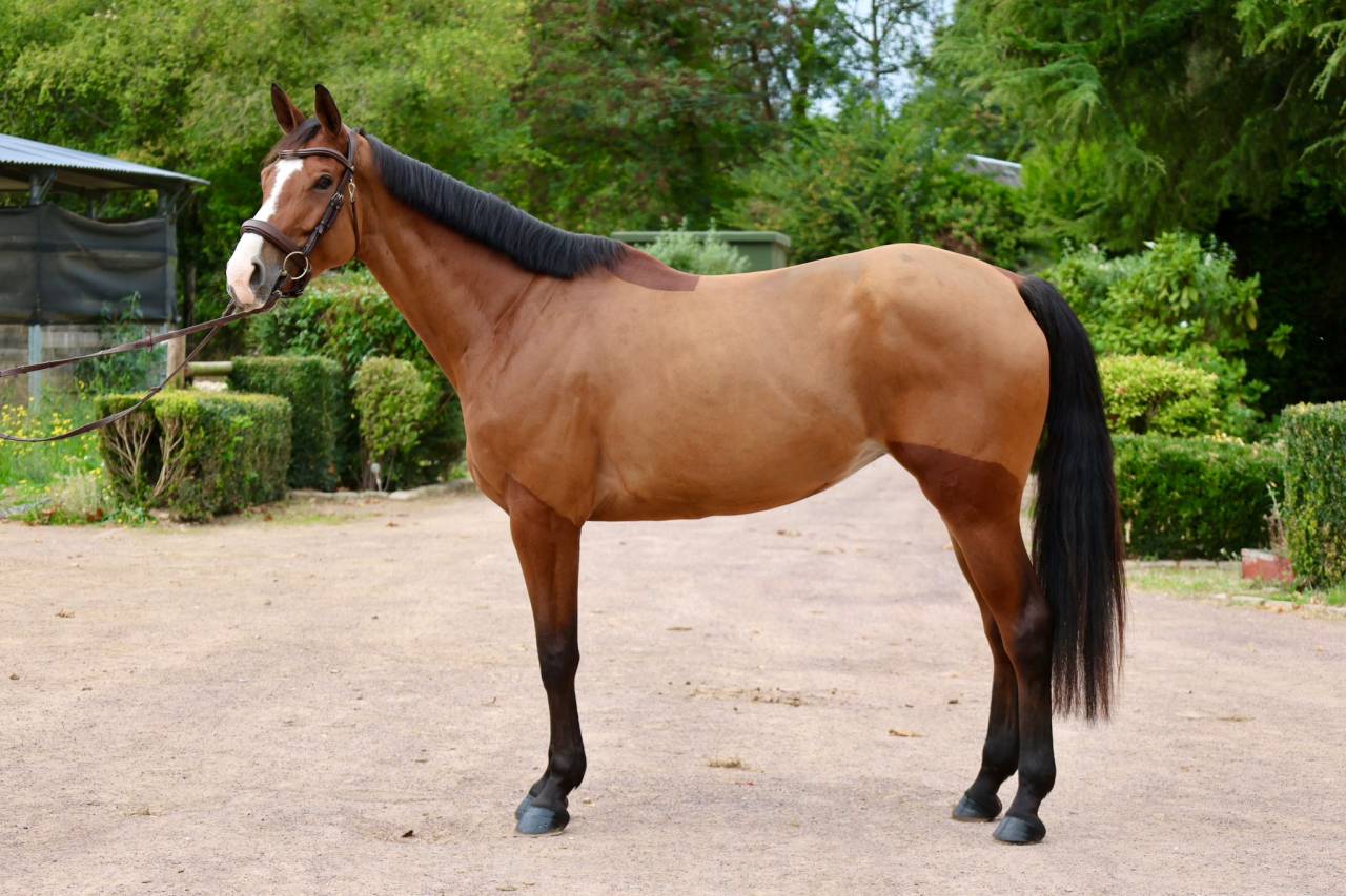 Merrie Zangersheide Te koop 2019 Donker bruin / bai ,  Halifax van het Kluizebos