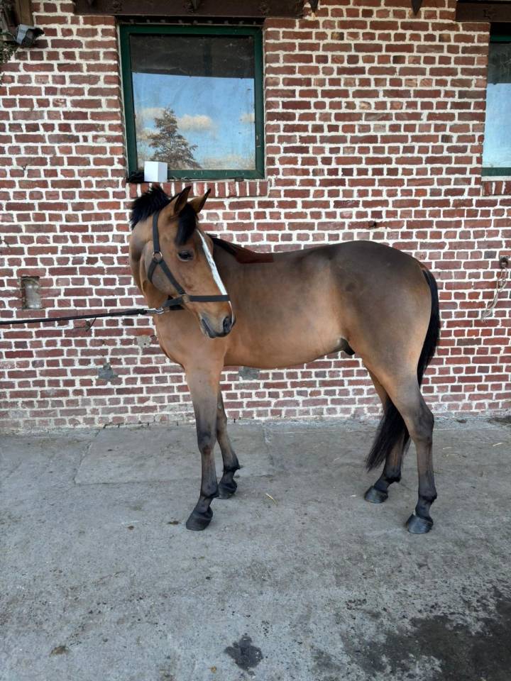 Ruin Belgische pony Te koop 2016 Donker bruin / bai