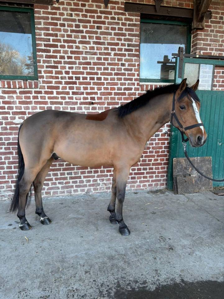 Ruin Belgische pony Te koop 2016 Donker bruin / bai