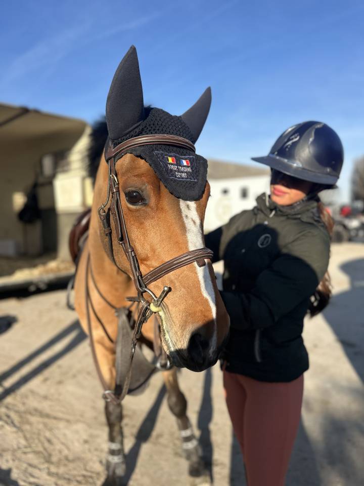 Ruin Belgische pony Te koop 2016 Donker bruin / bai