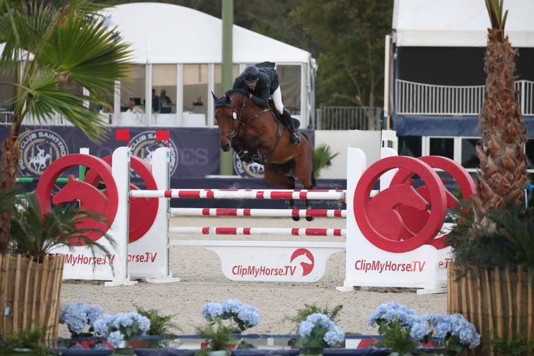 Ruin KWPN Nederlands sportpaard Te koop 2018 Donker bruin / bai