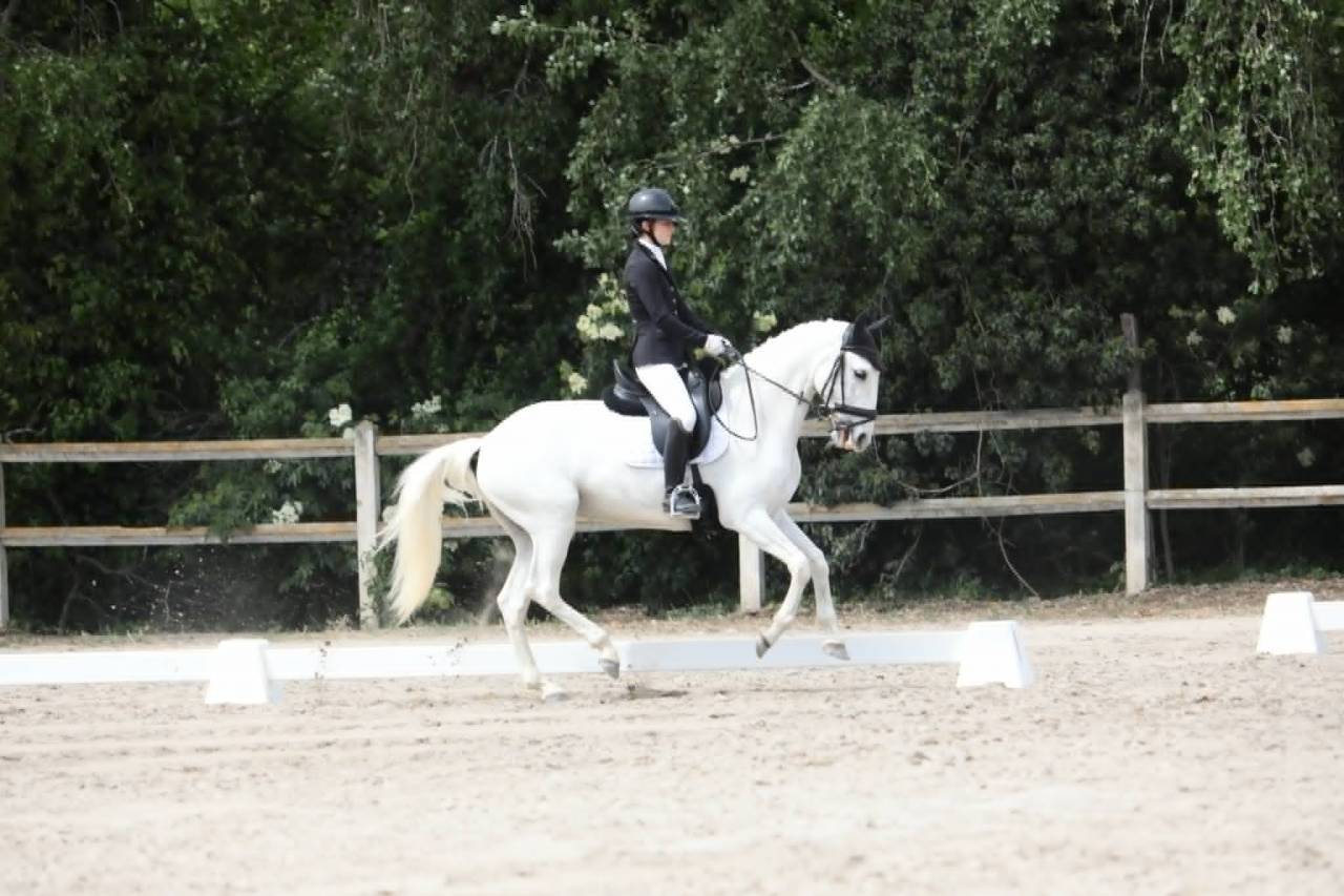 Merrie Lusitano Te koop 2014 Wit