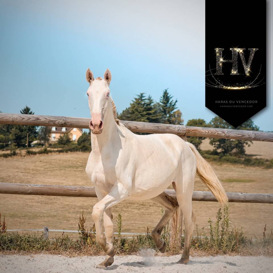 Veulen (vr) Lusitano Te koop 2024 Perlino ,  IMPERADOR