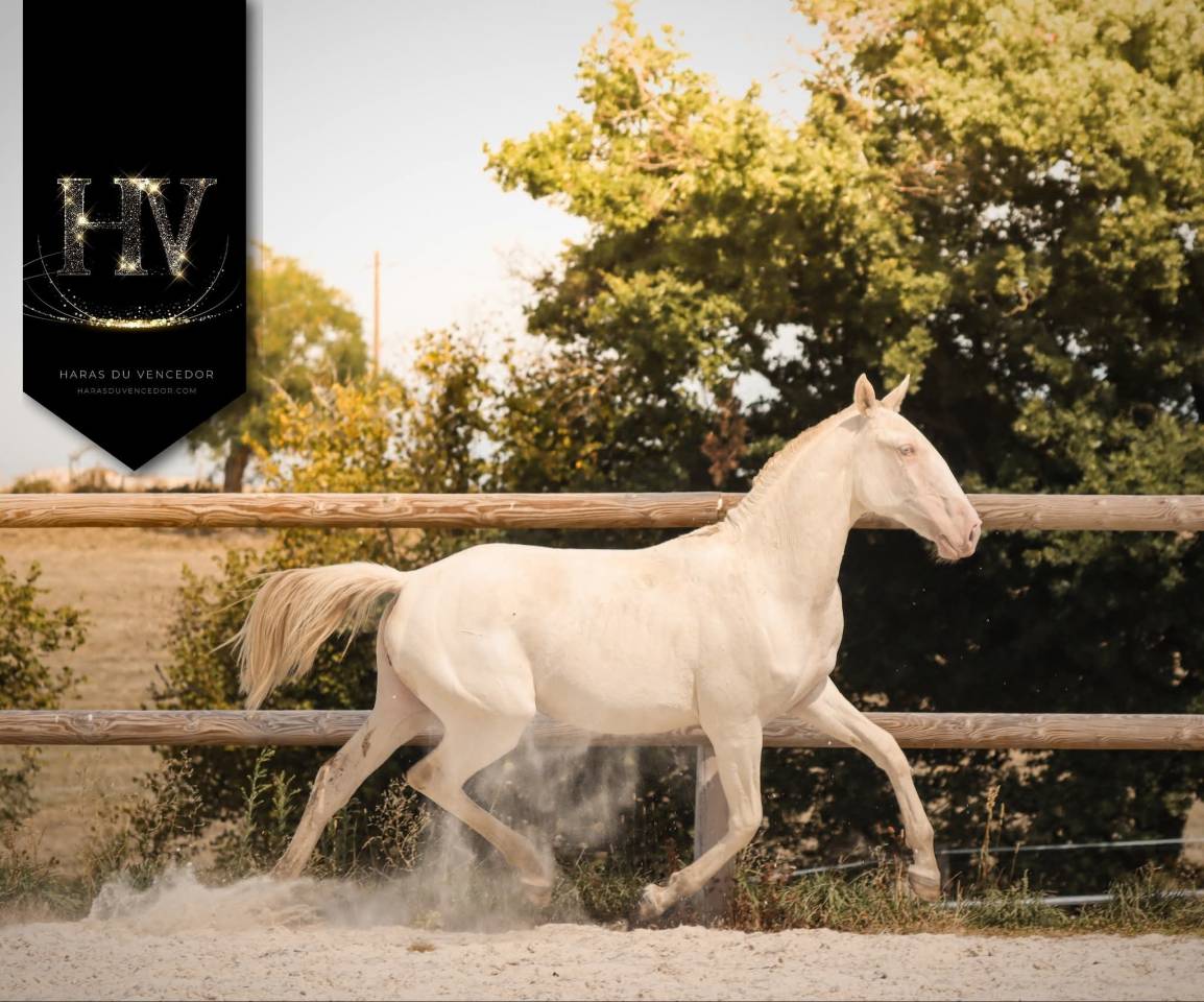 Veulen (vr) Lusitano Te koop 2024 Perlino ,  IMPERADOR