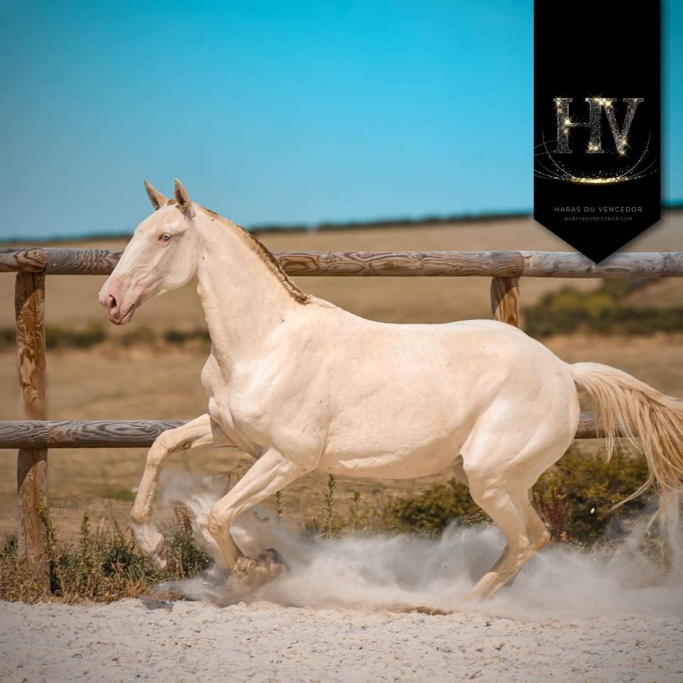 Veulen (vr) Lusitano Te koop 2024 Perlino ,  IMPERADOR