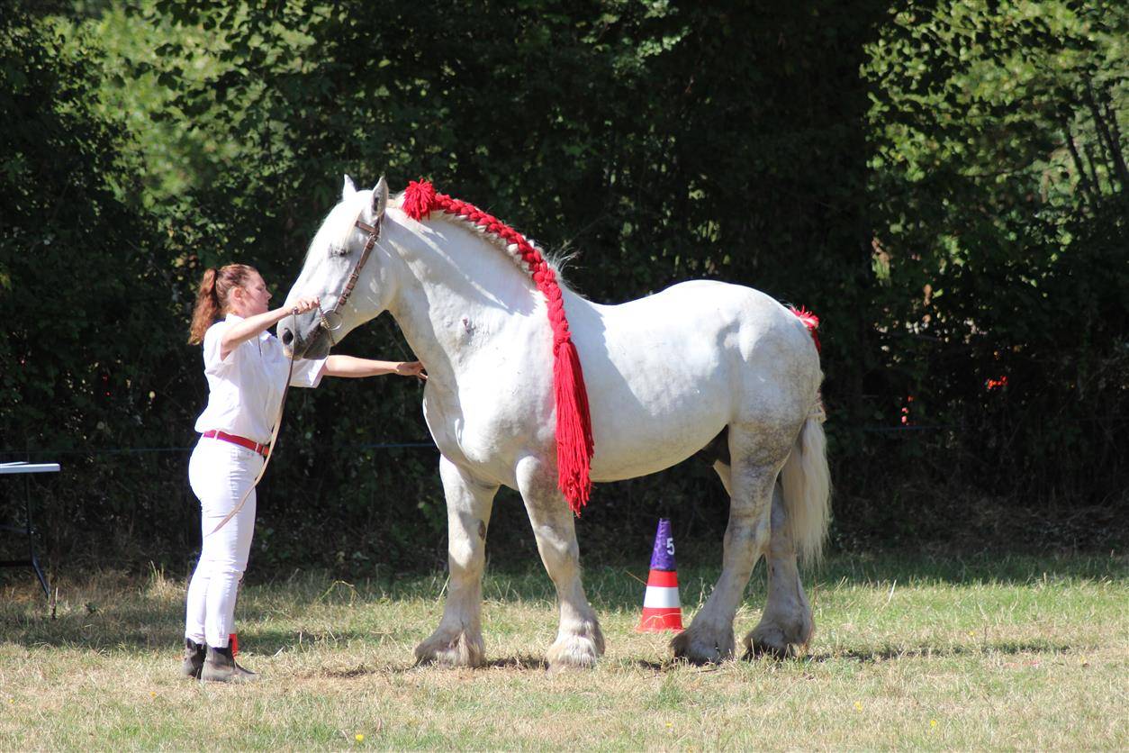 Dekhengst Percheron Te koop 2017 Schimmel ,  vasco de theuret